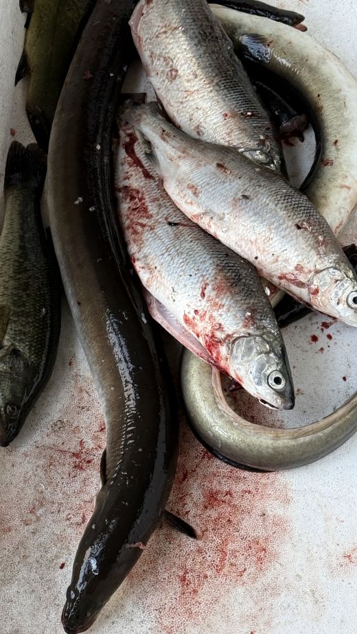 Fisch aus dem Bolsenasee